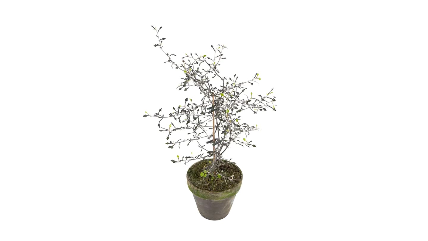Corokia cotoneaste - M