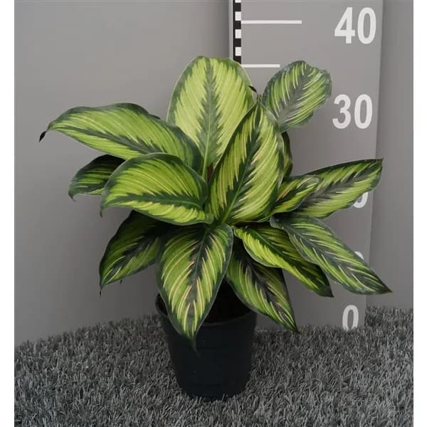 Kalateja: Pinstripe Calathea (Calathea Pinstripe) - M