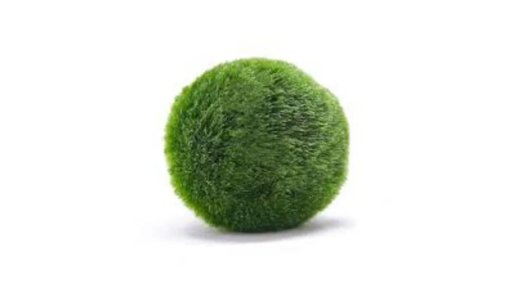 Marimo loptica je posebna alga koja se koristi za ukrašavanje akvarija ili može jednostavno nalaziti se u nekoj posudi s vodom.