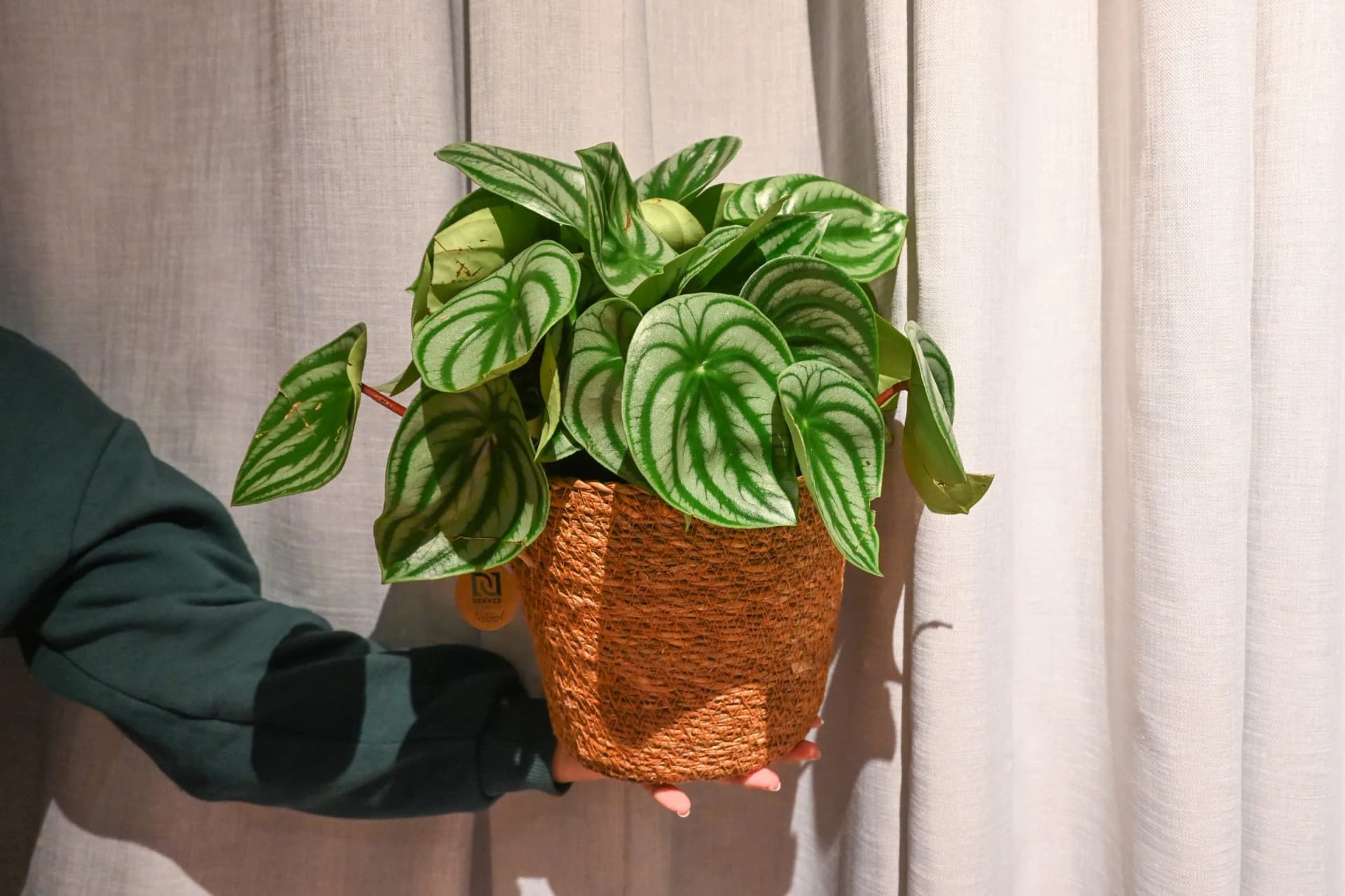 Peperomija Lubenica: Peperomia argyreia - M