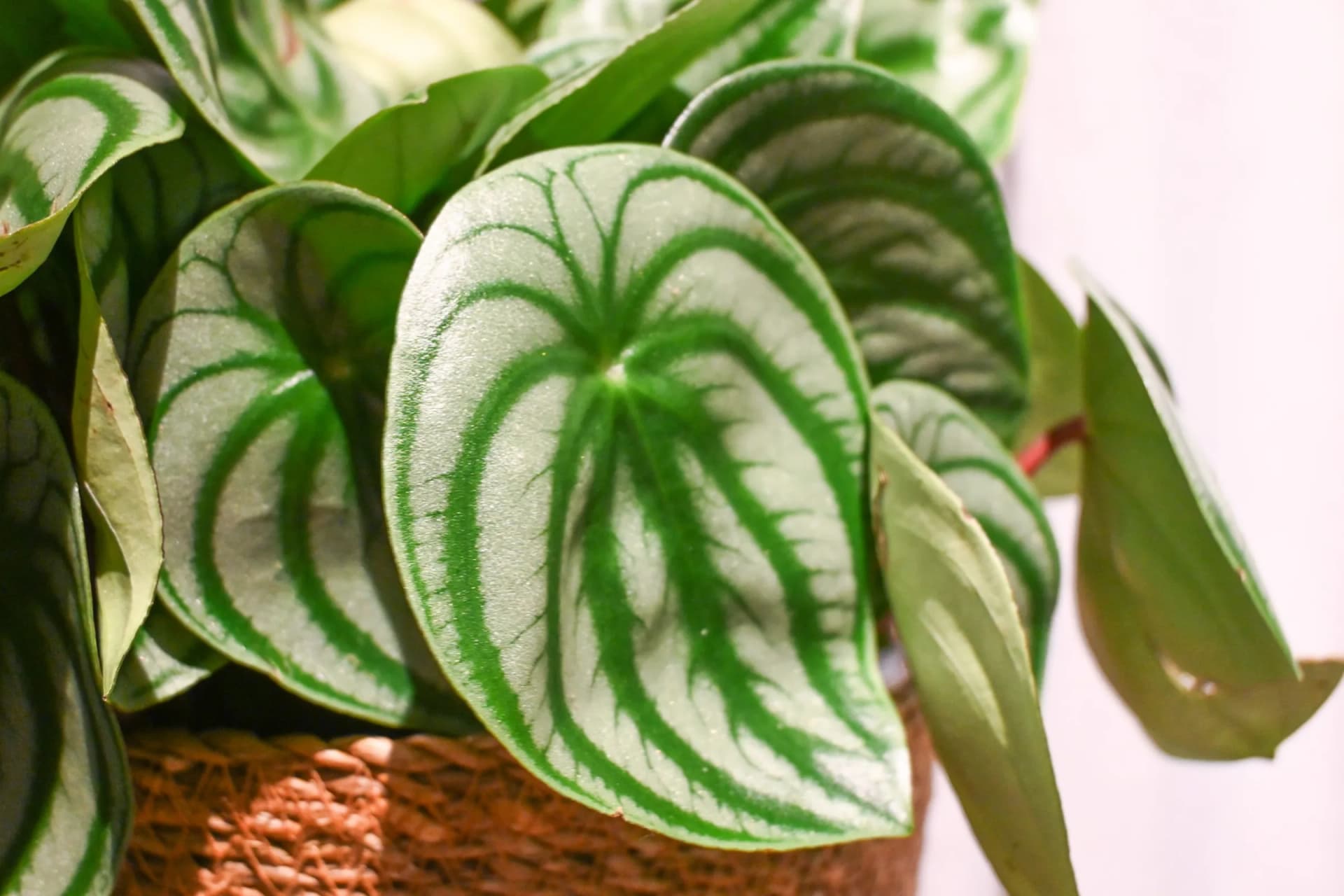 Peperomia: održavanje