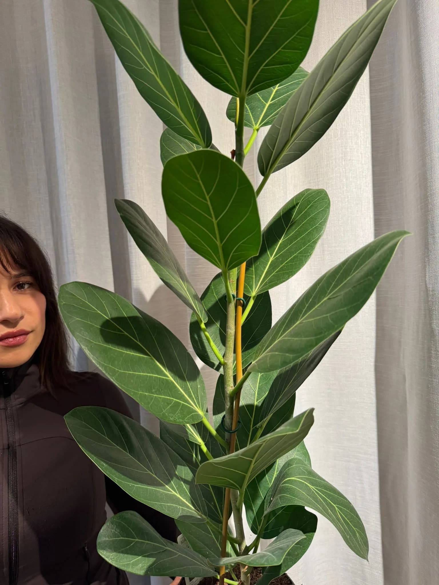 Fikus: Audrey Fig (Ficus Benghalensis) - L