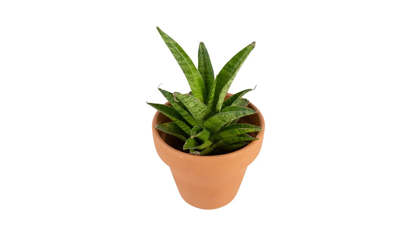 Sansevieria cylindrica: Cylindrical Snake Plant (Sansevieria cylindrica) - M