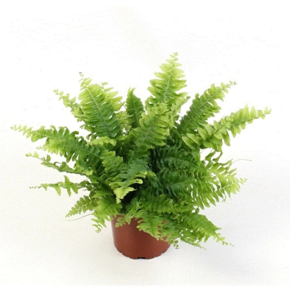 Na slici se nalazi Nephrolepis 'Green', paprat bujnih zelenih listova koji se graciozno spuštaju prema dolje.