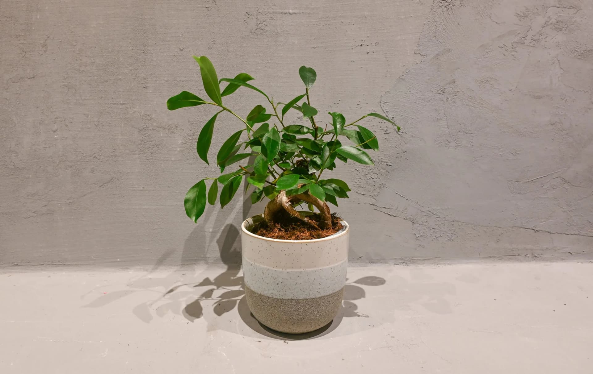 Ficus Ginseng Retusa: Ginseng Fig (Ficus microcarpa) - S/M