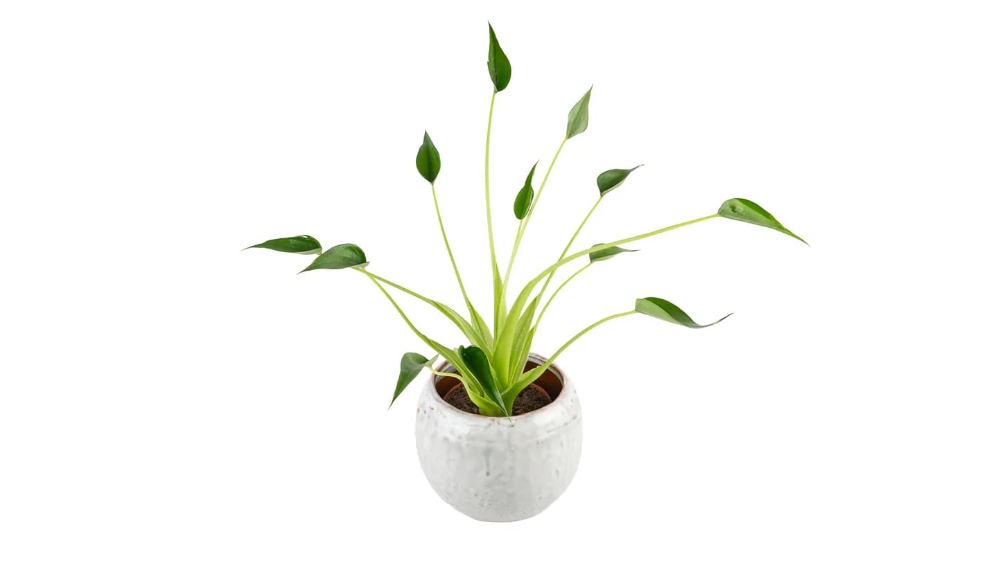 Alokazija Tiny Dancers (Alocasia) - M