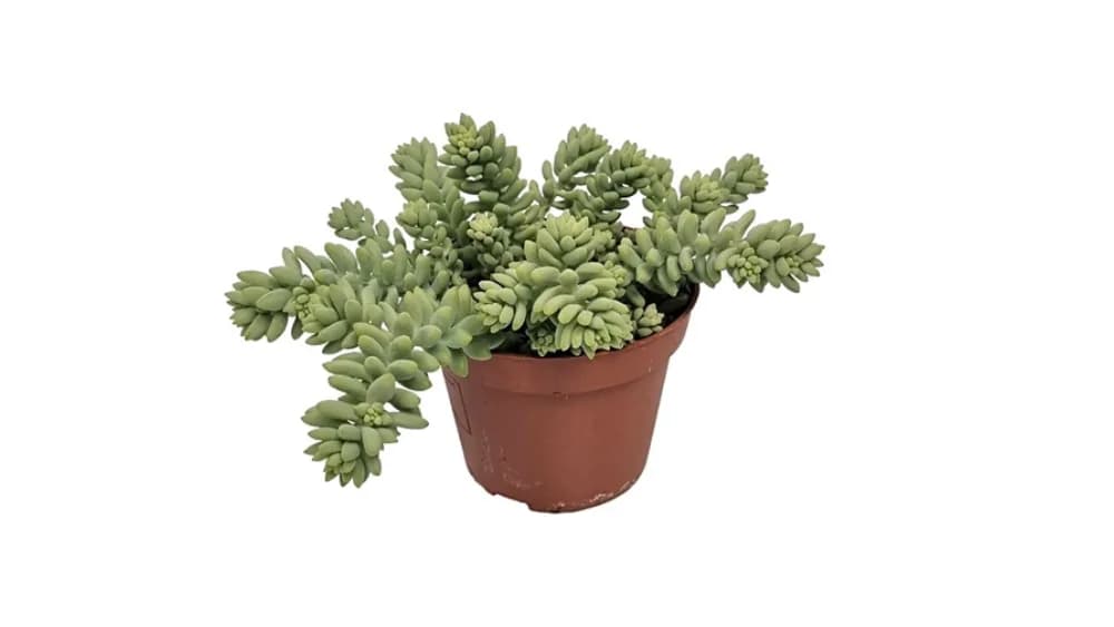 Sedum burrito: Burro’s Tail (Sedum morganianum burrito) - S
