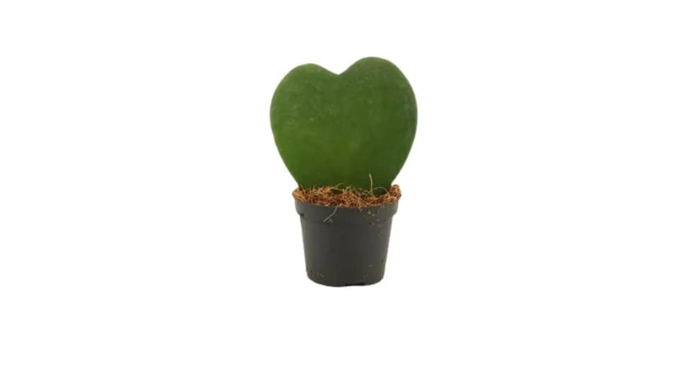 Hoja s listovima u obliku srca: Valentine Hoya (Hoya Kerrii) - S