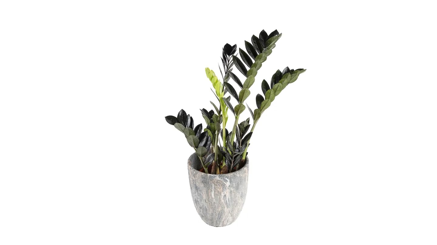 Zamija: Raven (Zamioculcas zamiifolia, crna zamija) - L