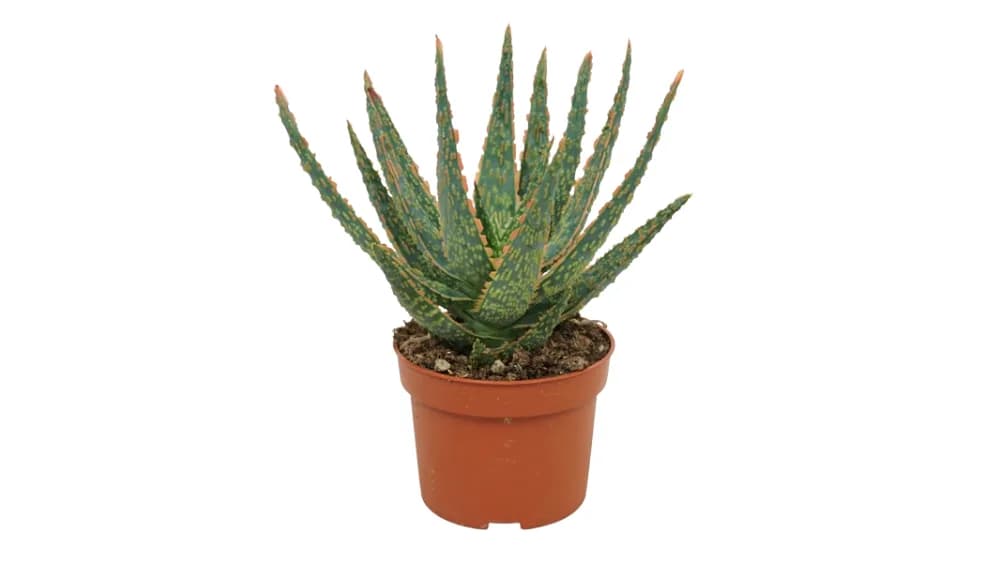 Aloe Zebrina Dannyz (Tiger Aloe) - S