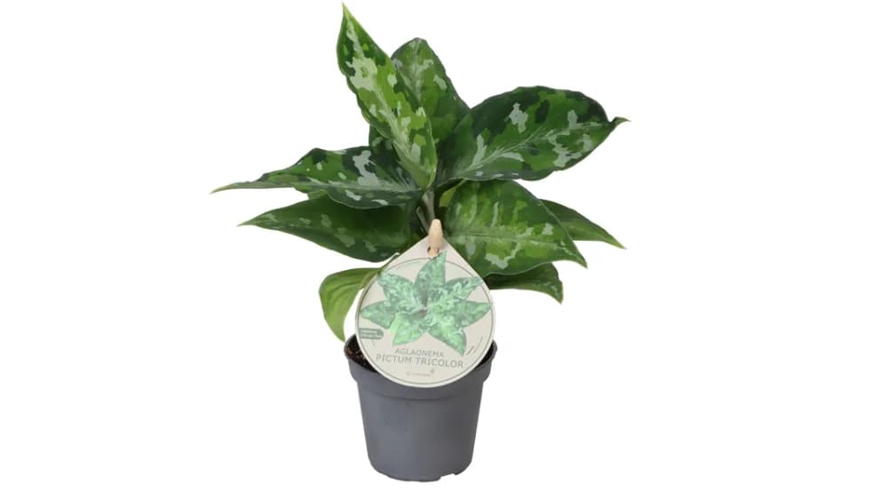 Aglaonema Pictum: Chinese Evergreen - XS