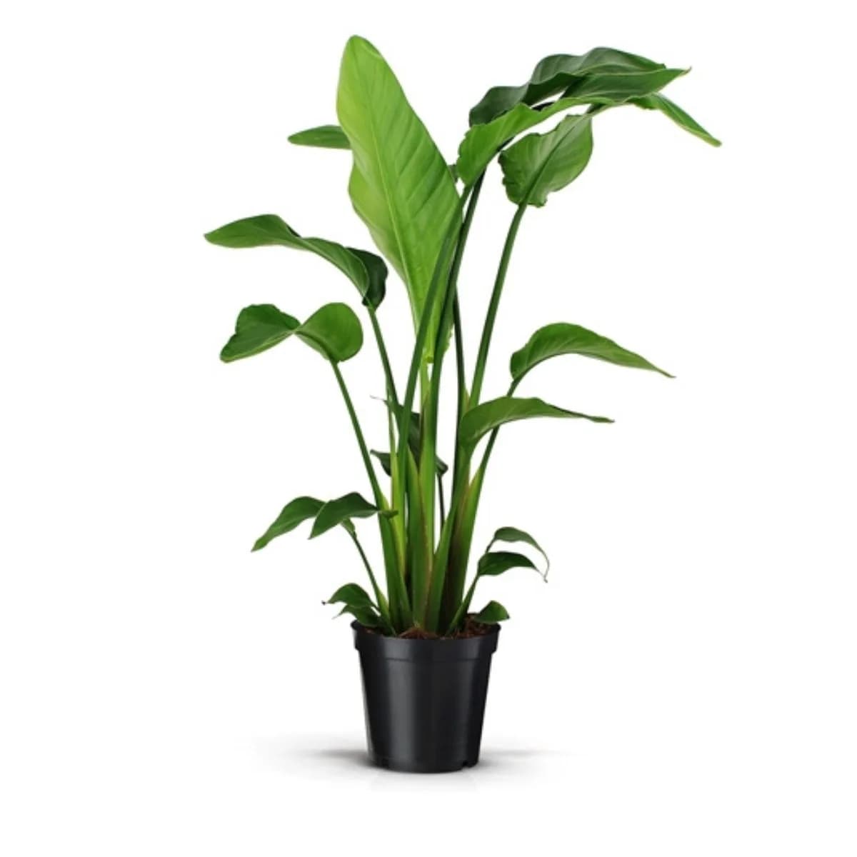 Strelitzia Nicolai: Giant White Bird of Paradise (Strelicija nicolai) - M