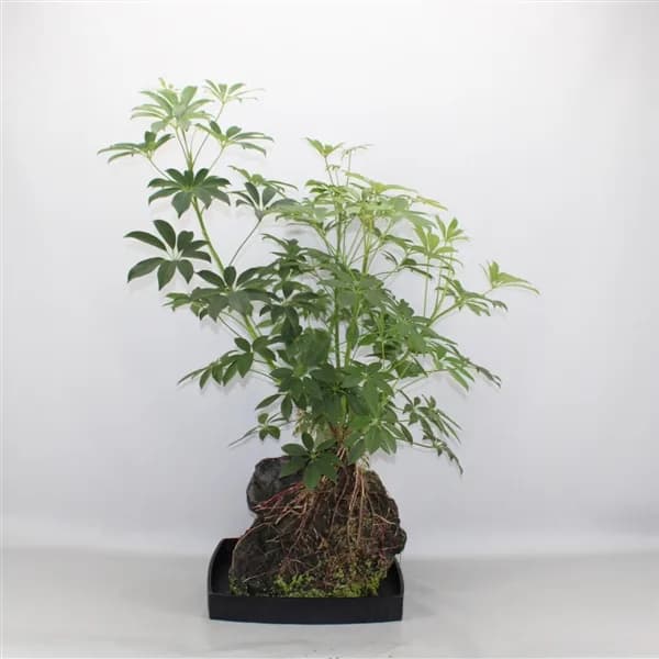 Šeflera na lava kamenu: Schefflera Arboricola - XXL