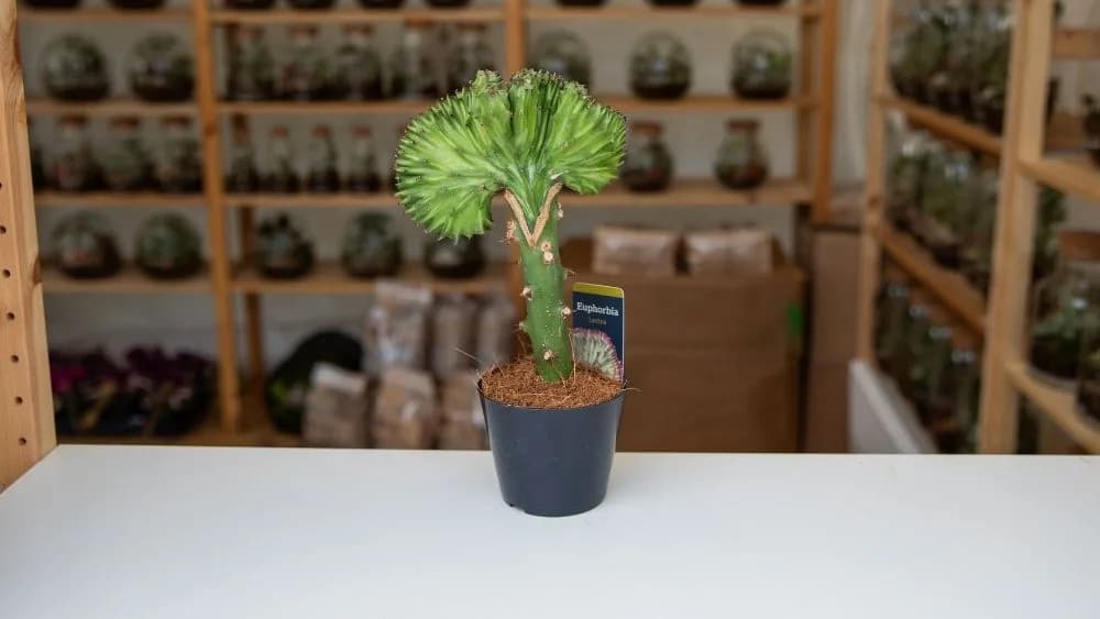 Na slici je prikazana Euphorbia lactea, sočna biljka s nepravilnim, valovitim i mesnatim granama.