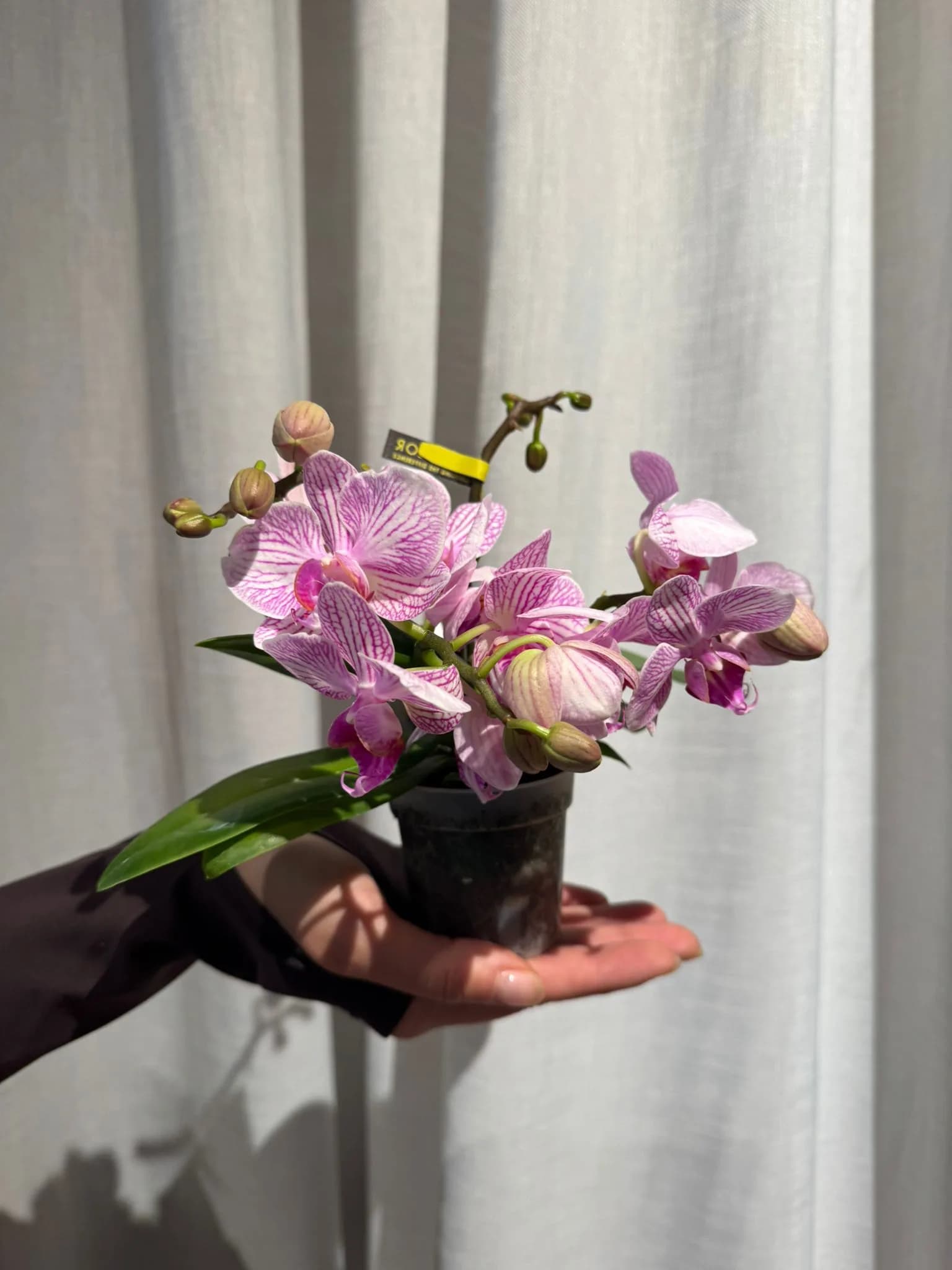 Orhideja: Butterfly Orchid (Phalaenopsis Multiflora Arti) - S
