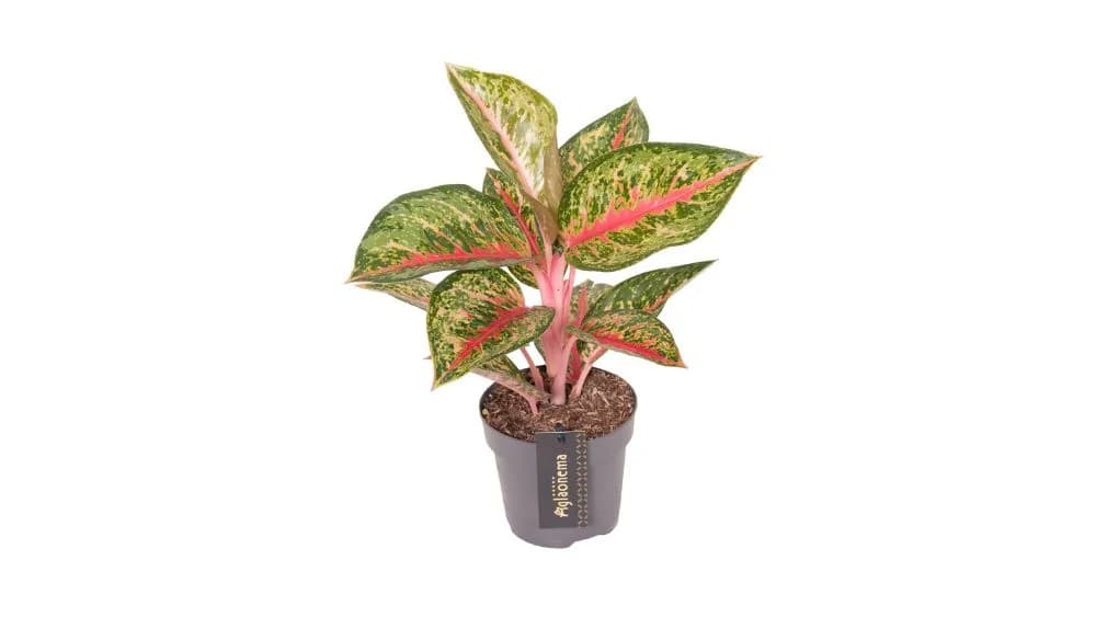 Aglaonema Paradise Red: Chinese Evergreen - M