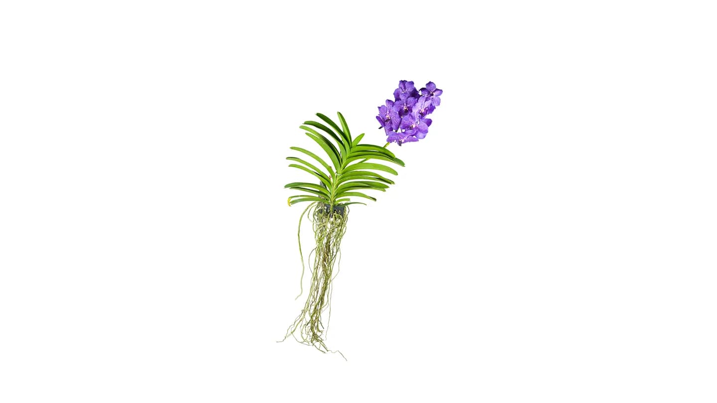 Viseća Orhideja Vanda: Vanda Orchid Phalaenopsis - M