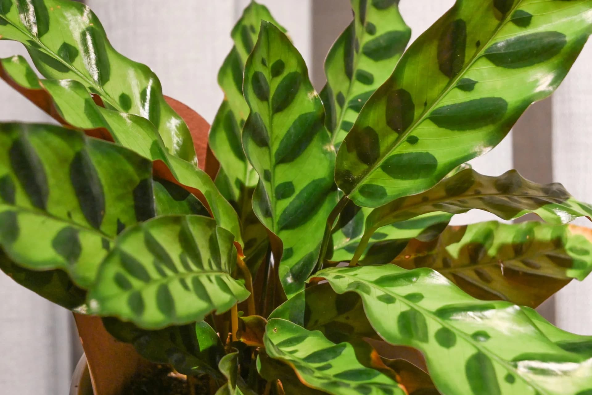 Kalateja (calathea): stručno održavanje