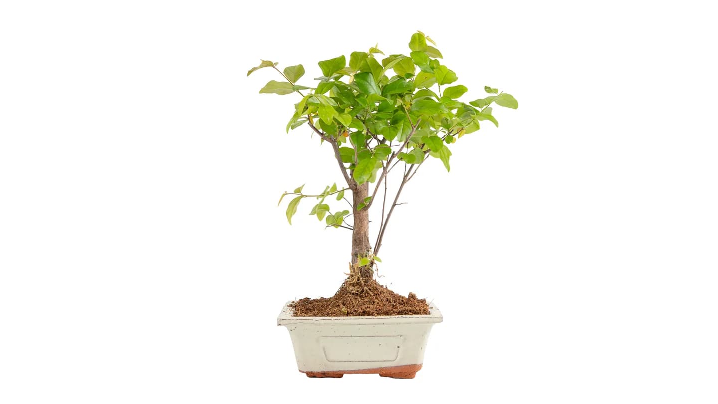 Bonsai u ukrasnoj teglici- S