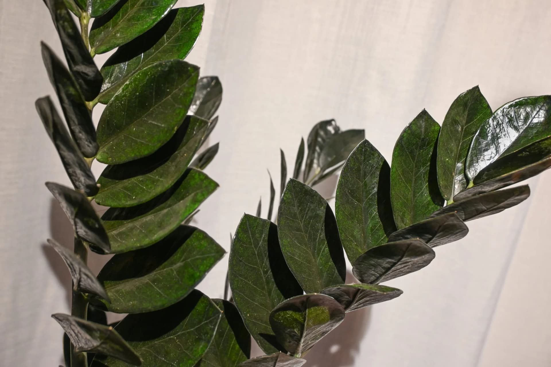 Zamija: Zamioculcas zamiifolia