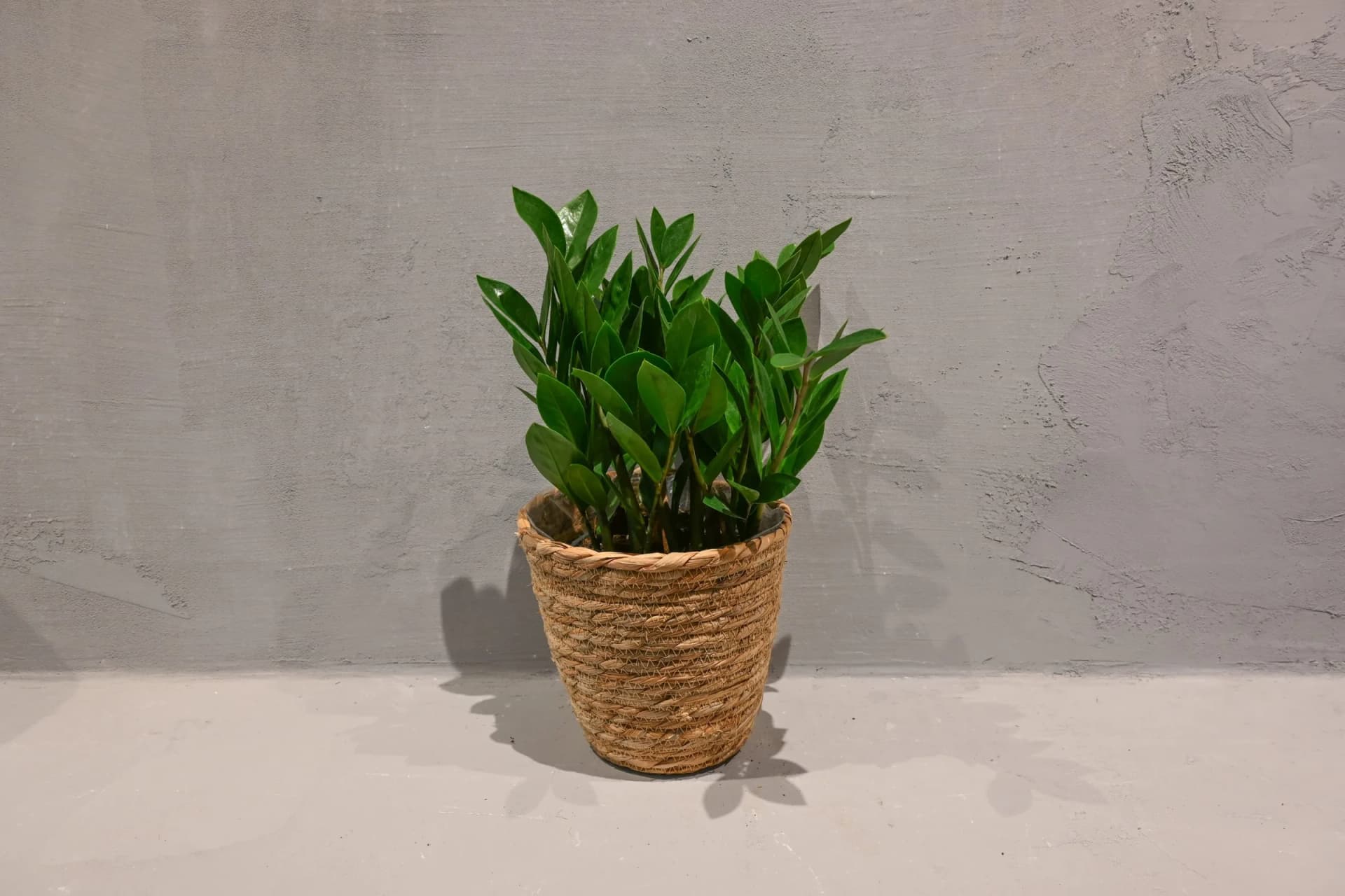Zamioculcas zamifolia Lucky: ZZ Plant Lucky - S