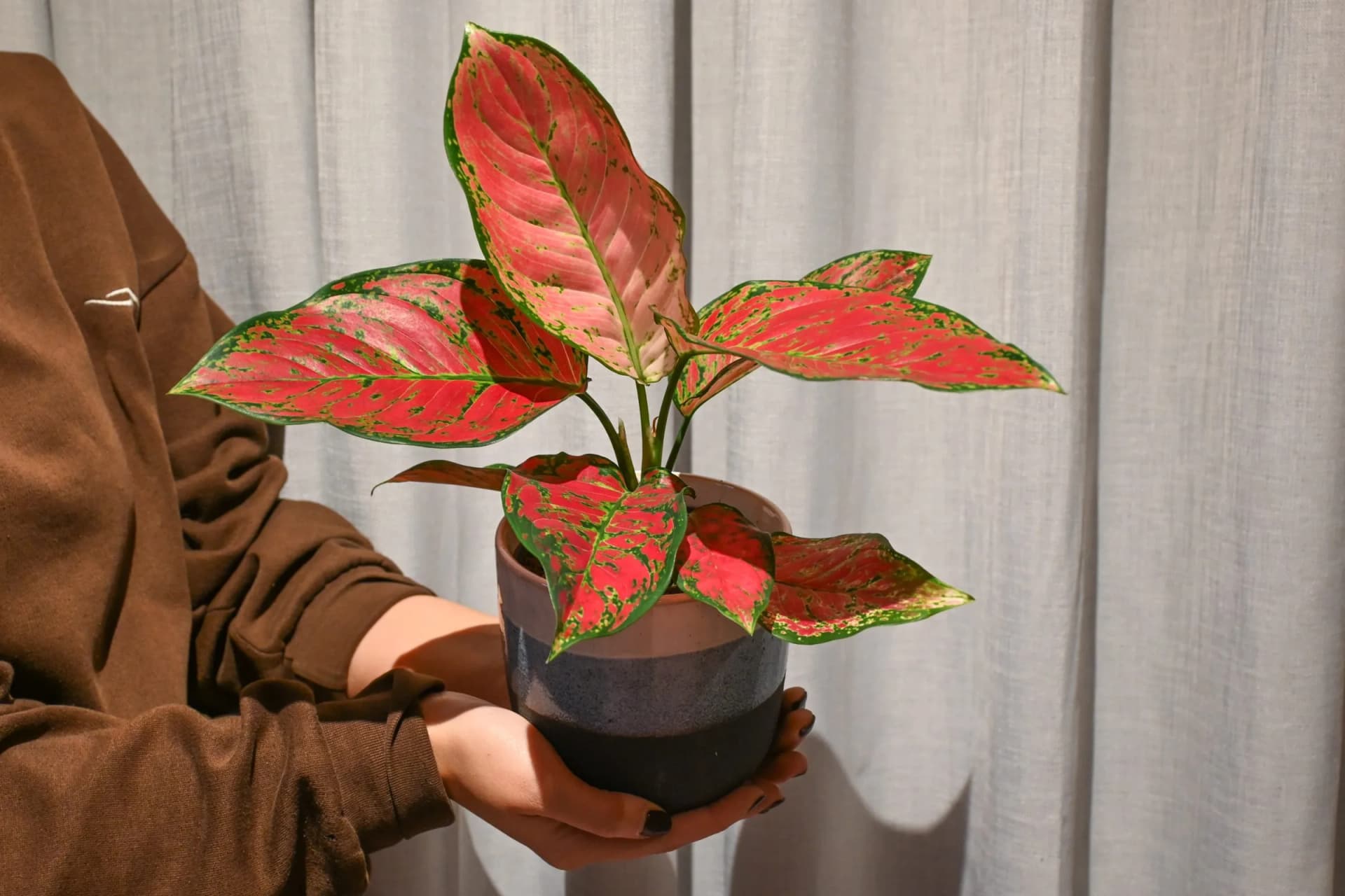 Aglaonema Eyecatcher Red - M