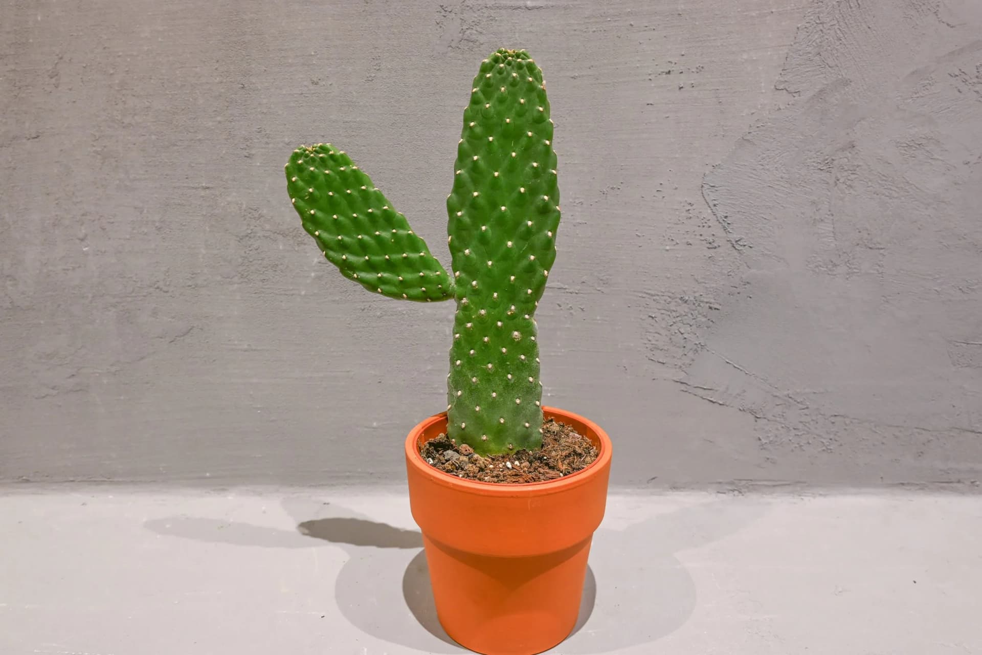 Opuncija: Prickly Pear (Opuntia) - S