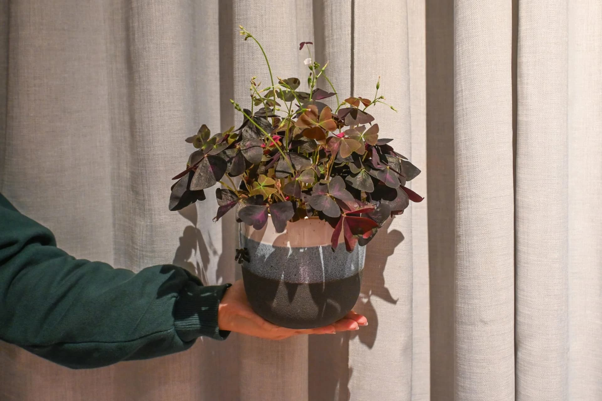 Ukrasna djetelina: Purple Shamrock (Oxalis) - S