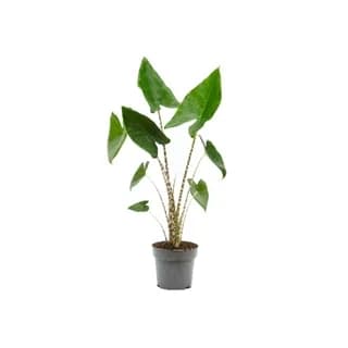 Alokazija Zebrina (Alocasia) - L