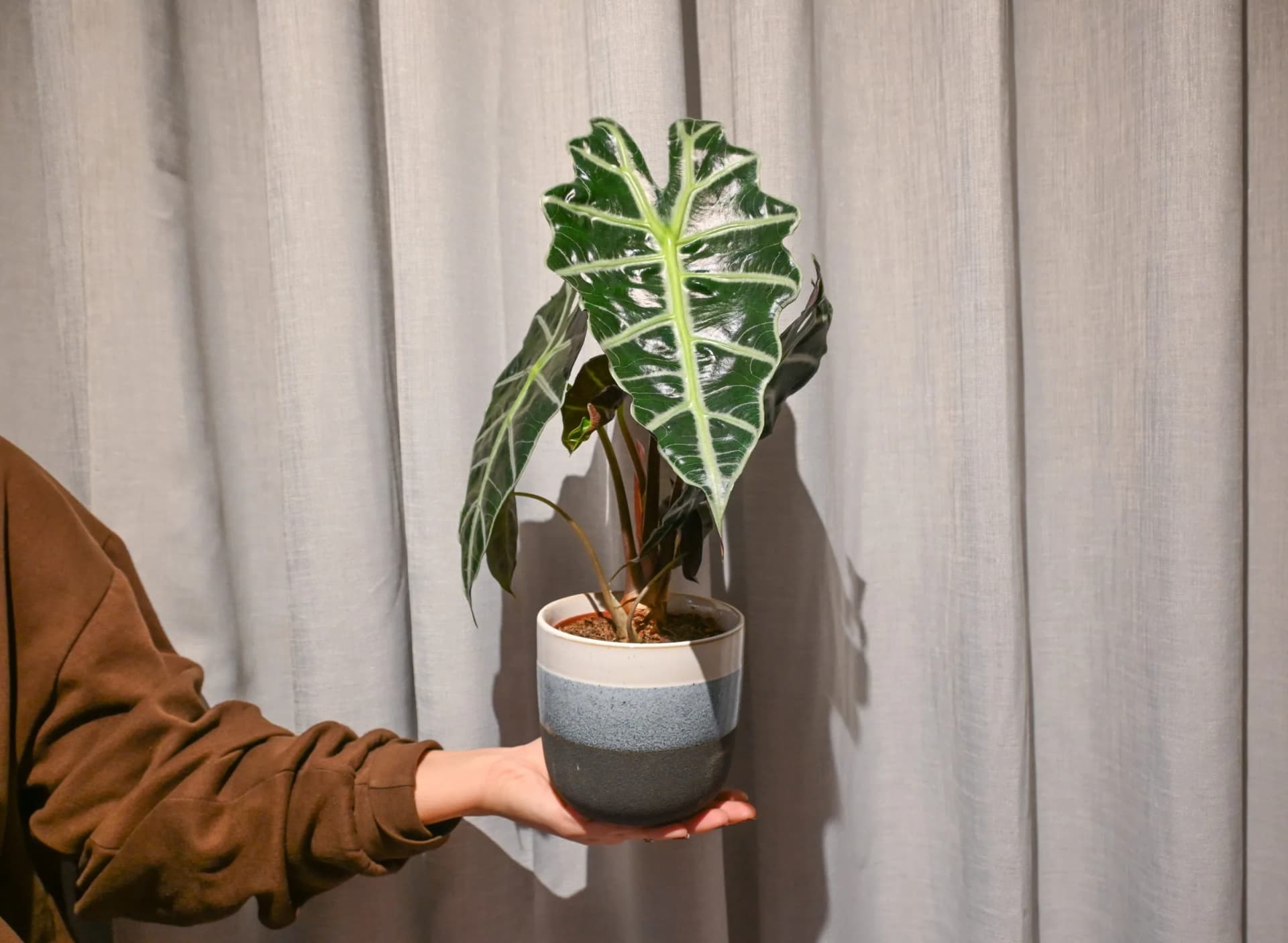Alokazija: African Mask (Alocasia Polly) - M