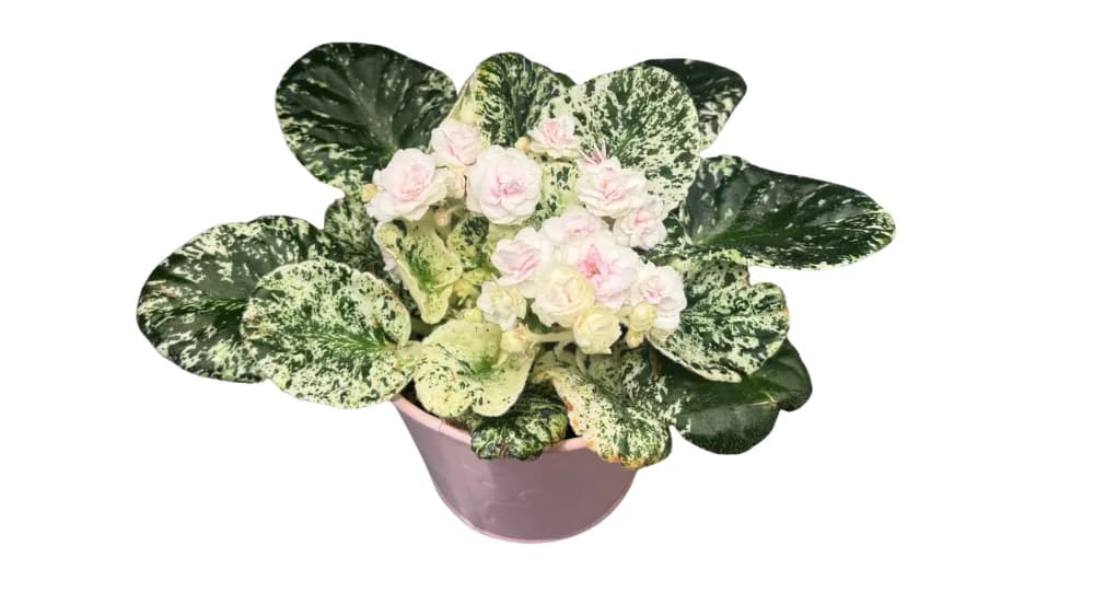 Afrička ljubičica Albo - hibridna variegata (Saintpaulia ionantha) - S