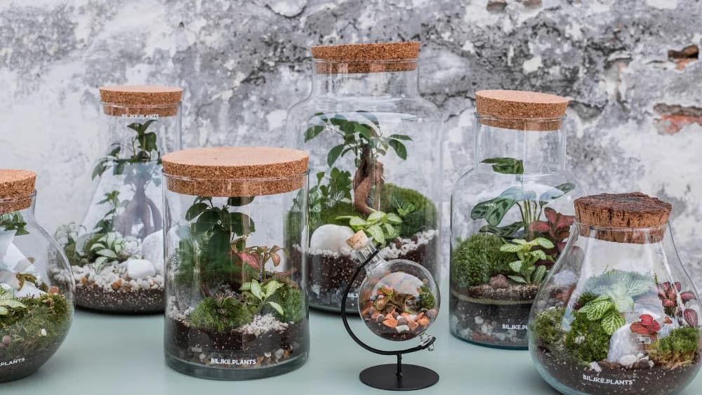 Slika prikazuje nekoliko terarija raznih dimenzija. Slično su dekorirani te sadrže terarijske biljke i bonsai.