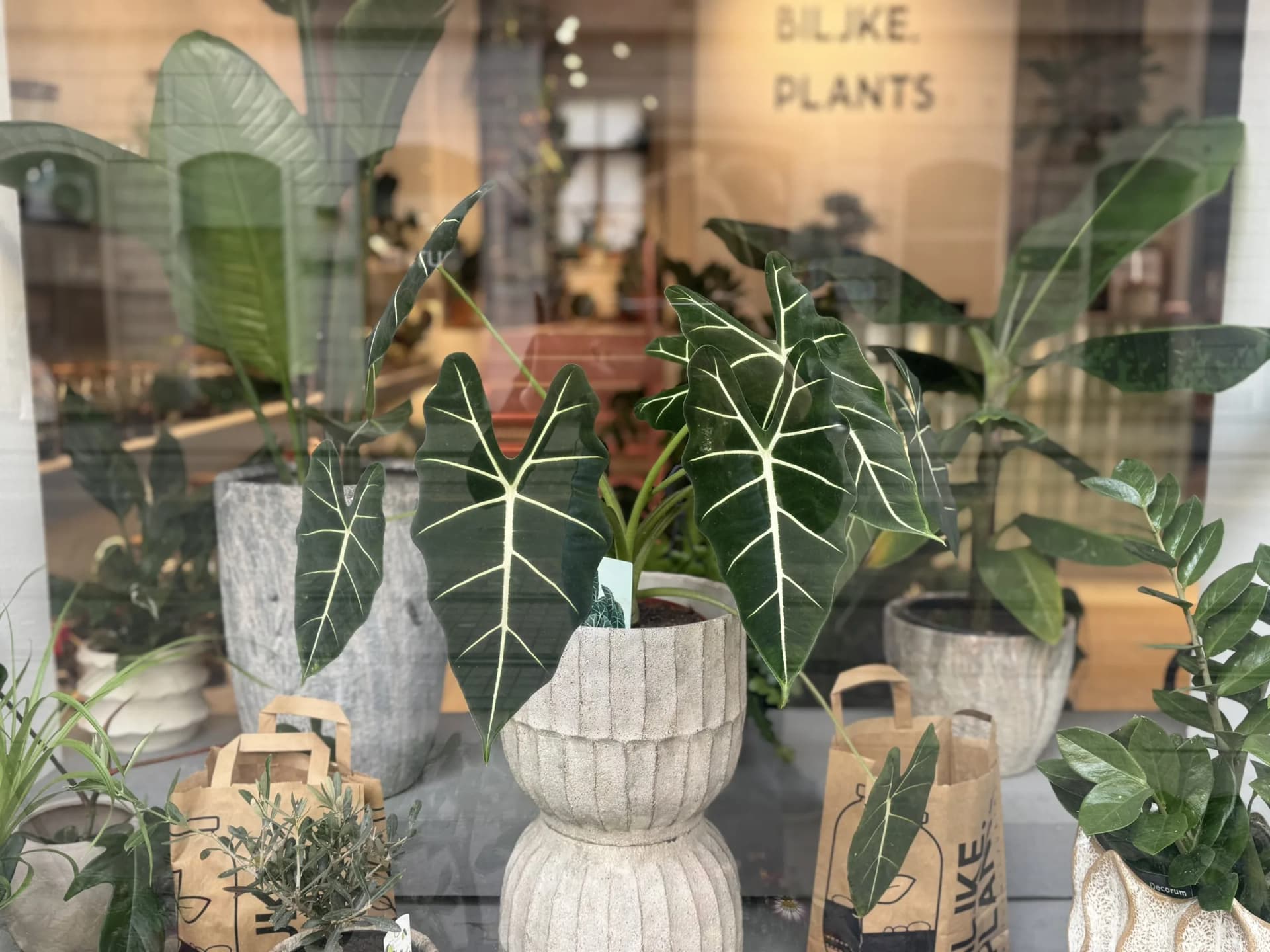 Alokazija Frydek (alocasia, alokacija) - L