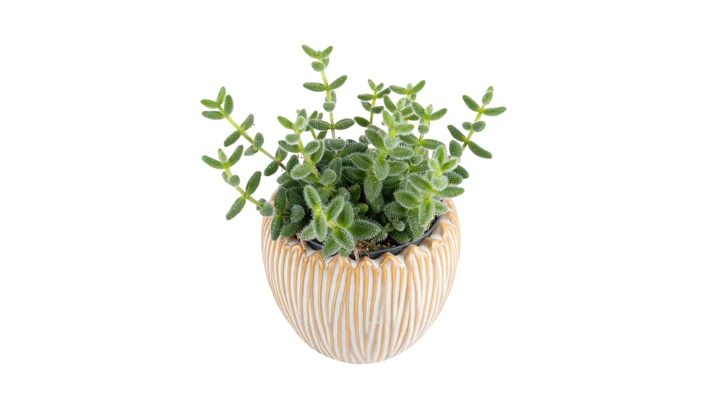 Krastavac sukulent - Delosperma echinatum: Pickle Plant - S