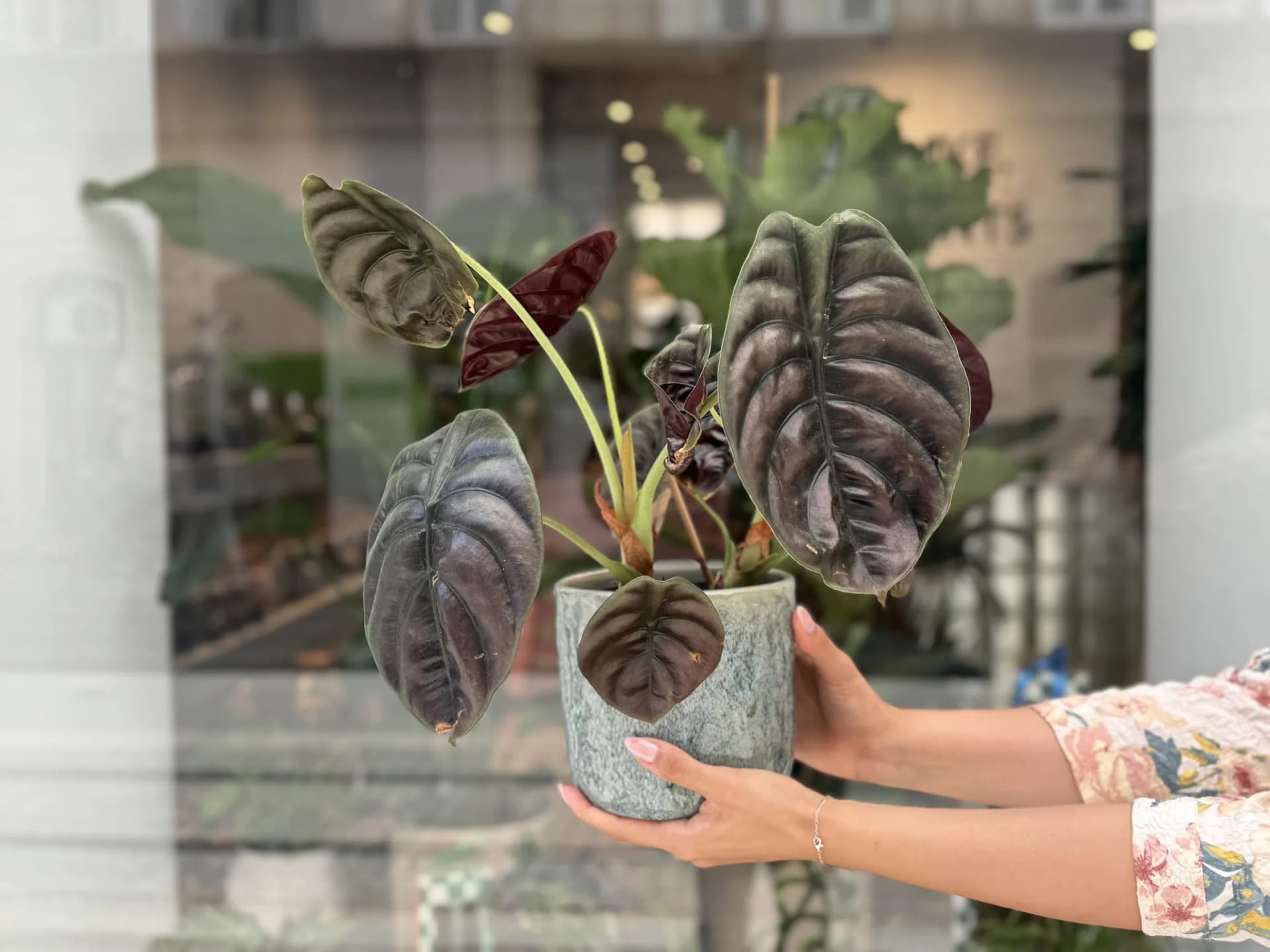 Alokazija Red secret (alocasia, alokacija) - M