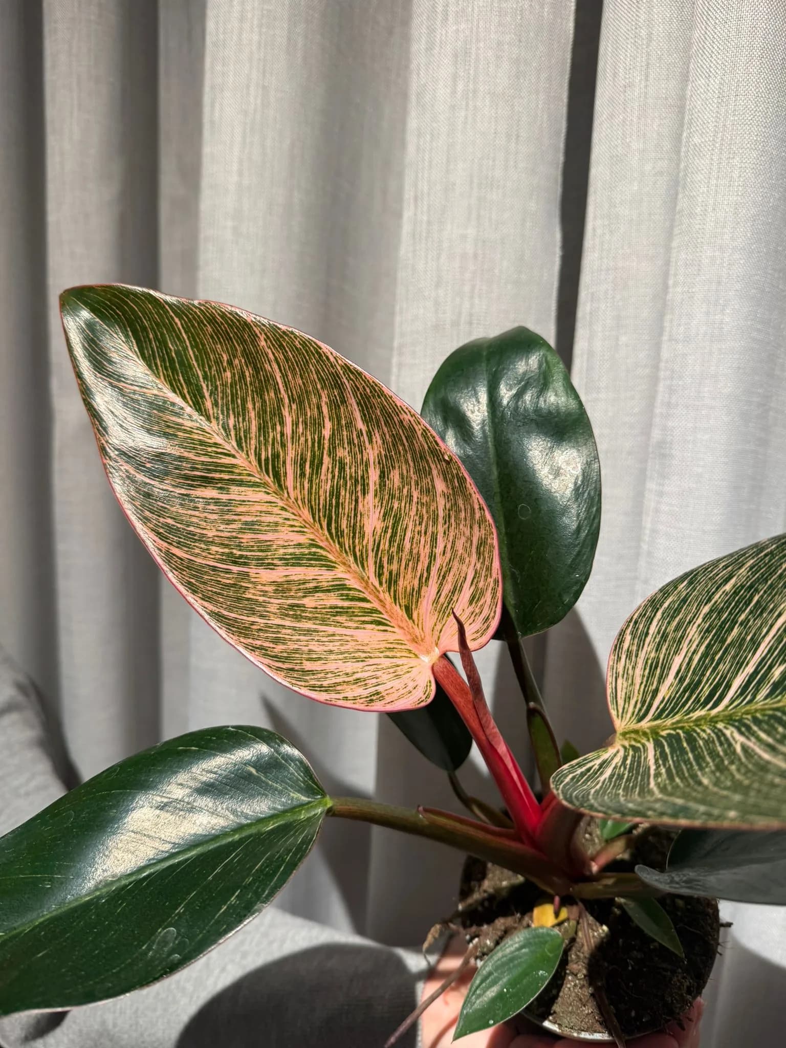Filodnendron Pink Birkini: Philodendron Birkin - M