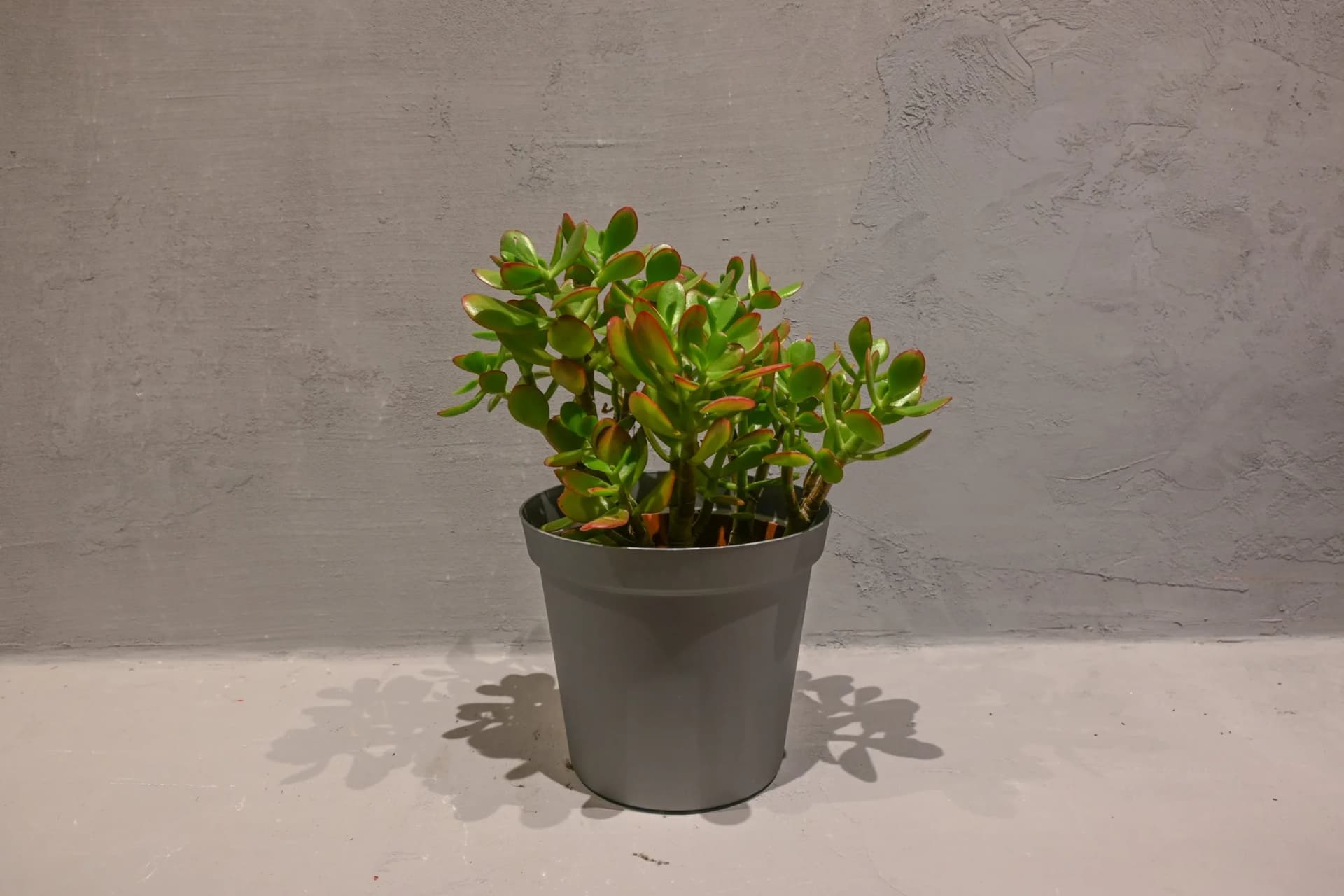 Crassula (Drvo novca) - M