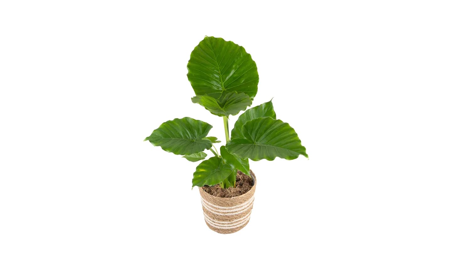 Adam: Alokazija Gageana (Alocasia) - XL