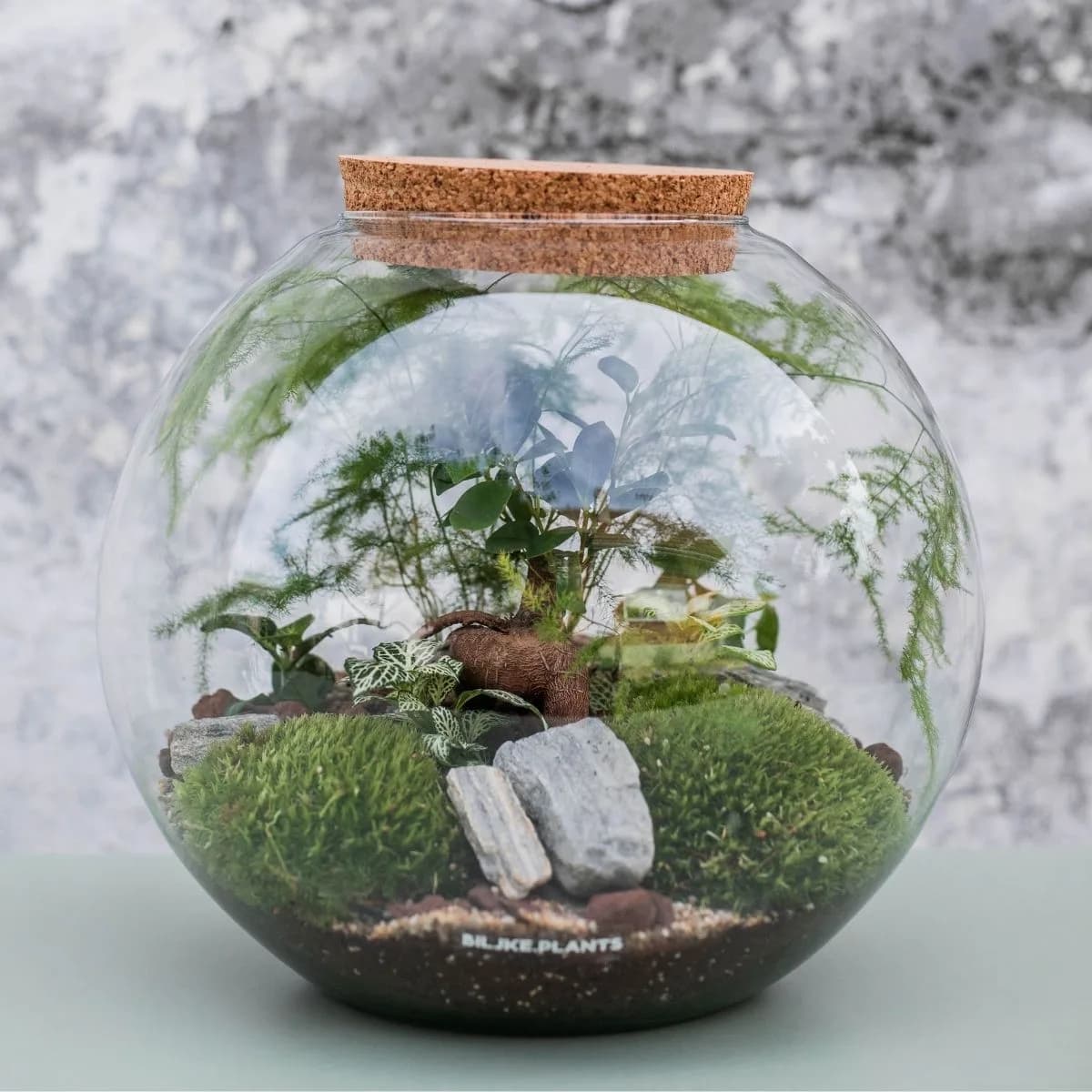 Terarij Kugla XXL je veliki orkugli terarij koji je bogato uređen sa raznim terarijskim biljkama poput fitonije, sobne palme, paprati, mahovine i bonsai stabla.