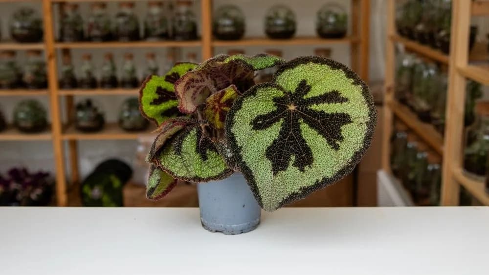 Begonia Masoniana predivna biljka s velikim šarenim listovima crno-zelene kombinacije.