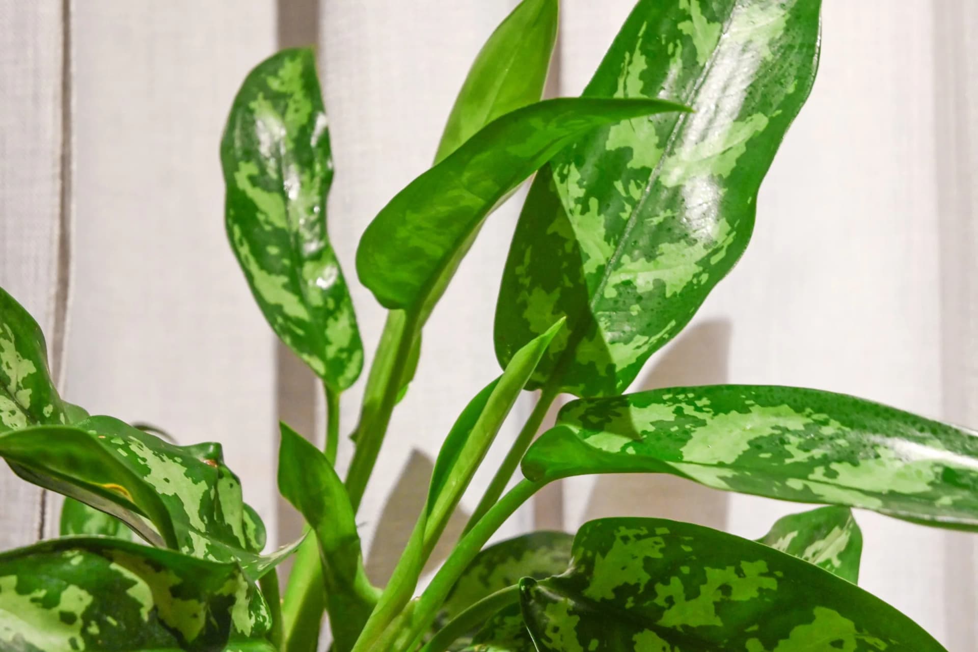 Aglaonema: kako je njegovati?