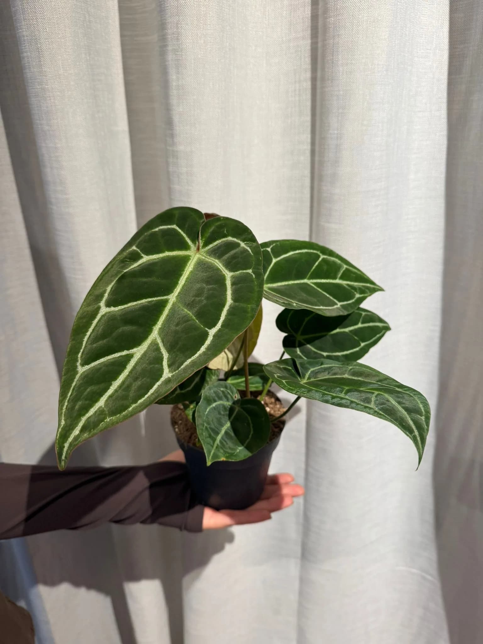 Anturij: Crystal Anthurium (Anthurium Chrystalli) - M