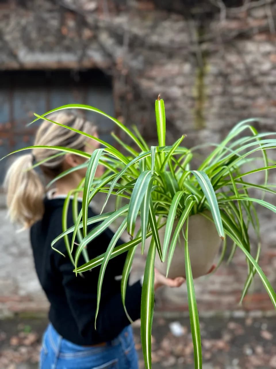 Zeleni ljiljan: Spider Plant (Chlorophytum comosum, klorofitum) - S/M
