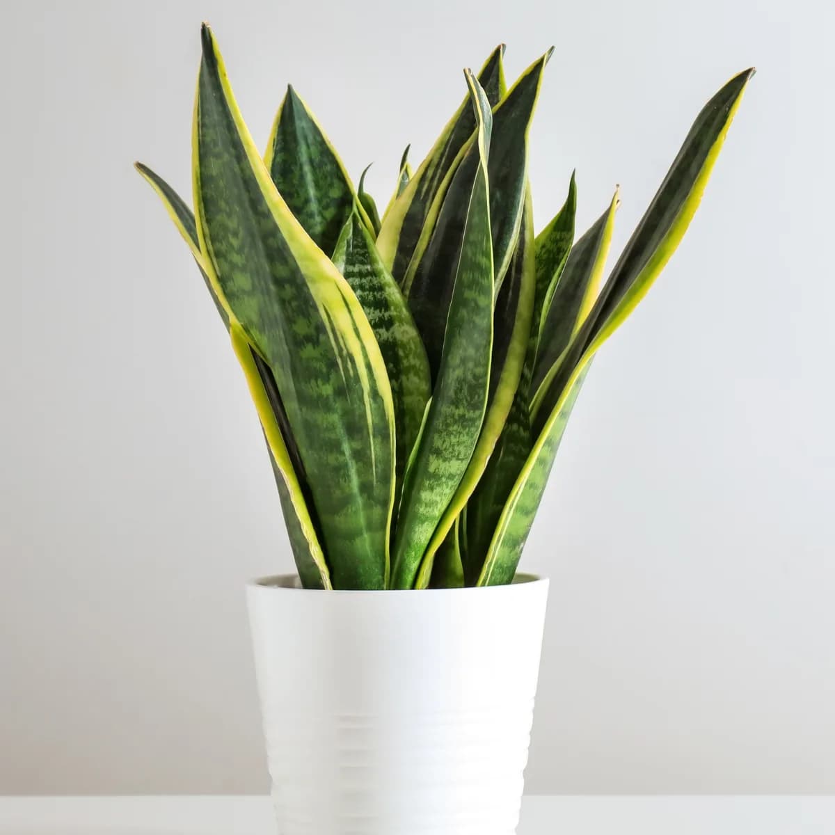 Sansevieria, poznata i kao 'zmijska biljka', s uskim, uspravnim, zelenim listovima sa svijetlim rubovima, koja raste vertikalno u saksiji.