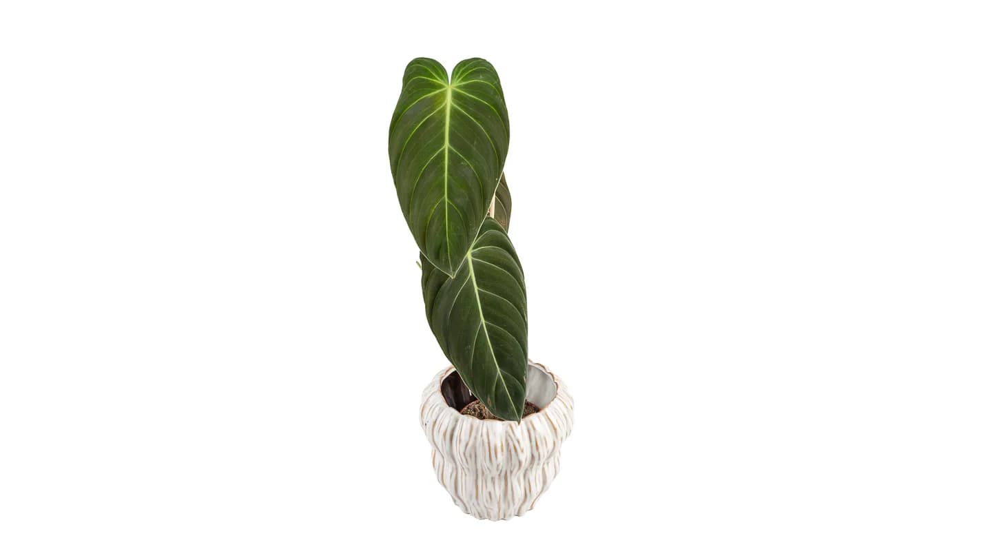 Filodendron Melanokrismus (philodendron melanochrysum) - M