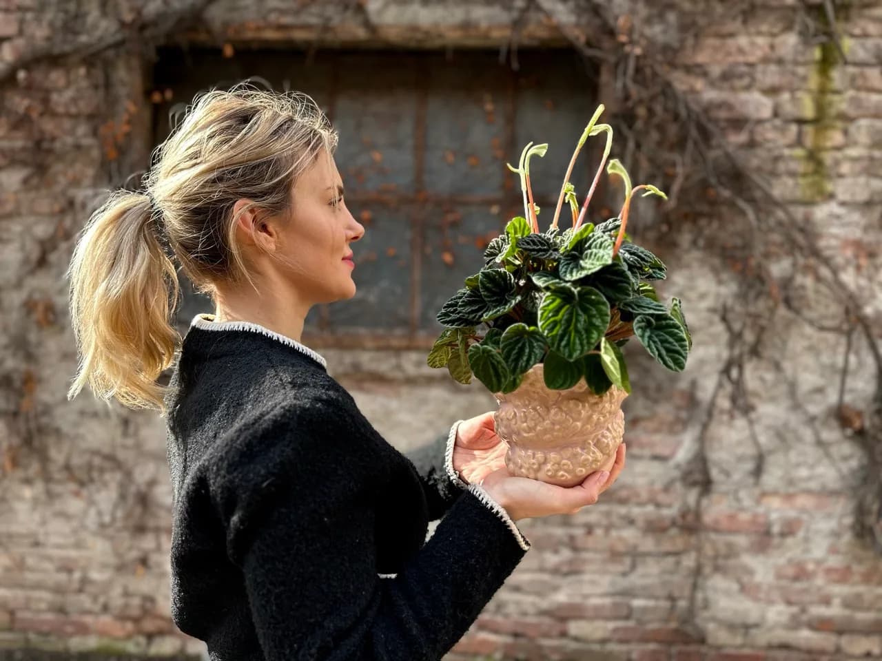 Peperomija Caperata Lilian: Radiator Plant (Peperomia) - M