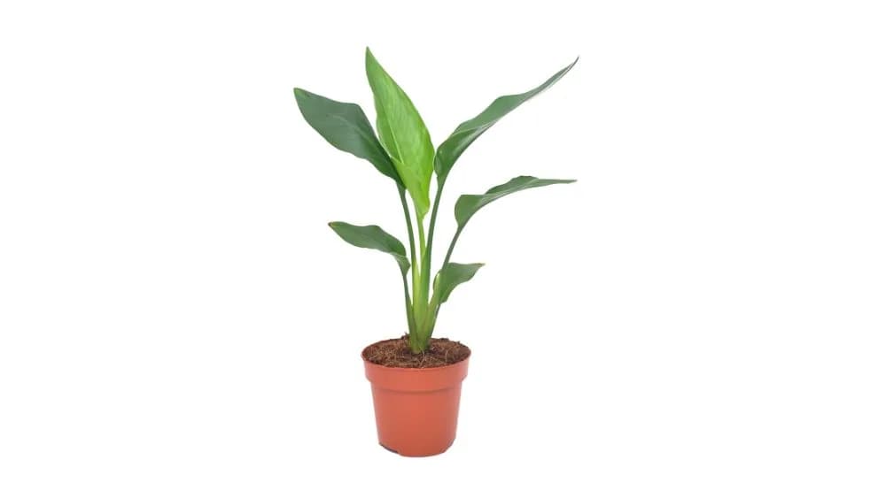 Strelicija: Bird of Paradise (Strelitzia, Rajska ptica) - M