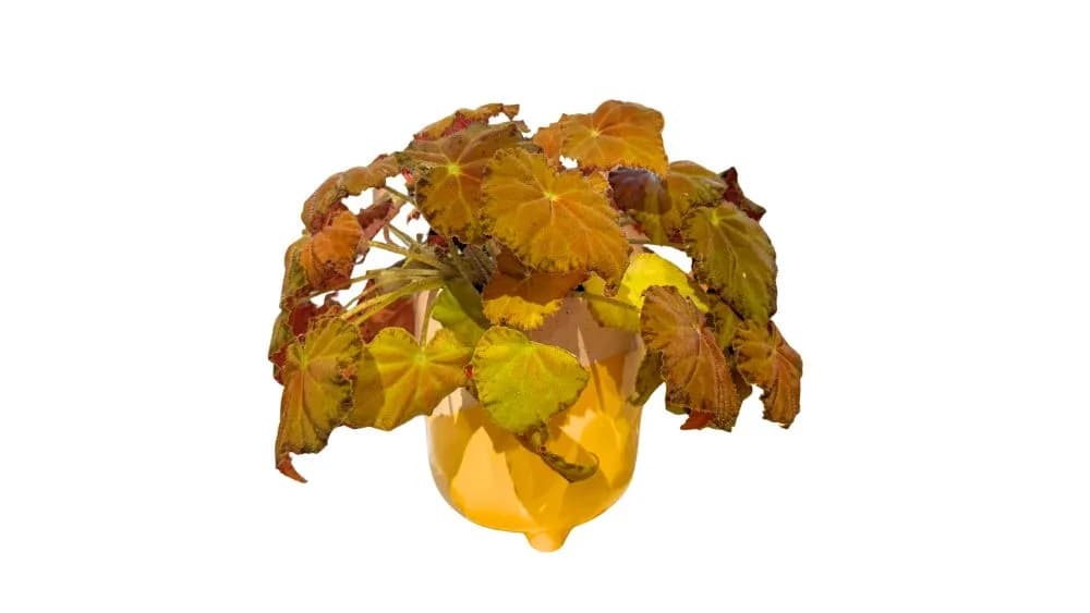 Begonija yellow (žuta begonija) - M