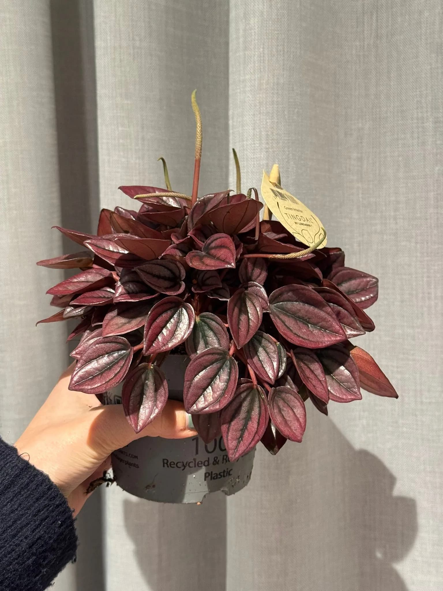 Peperomija Caperata: Peperomia Caperata Red - M