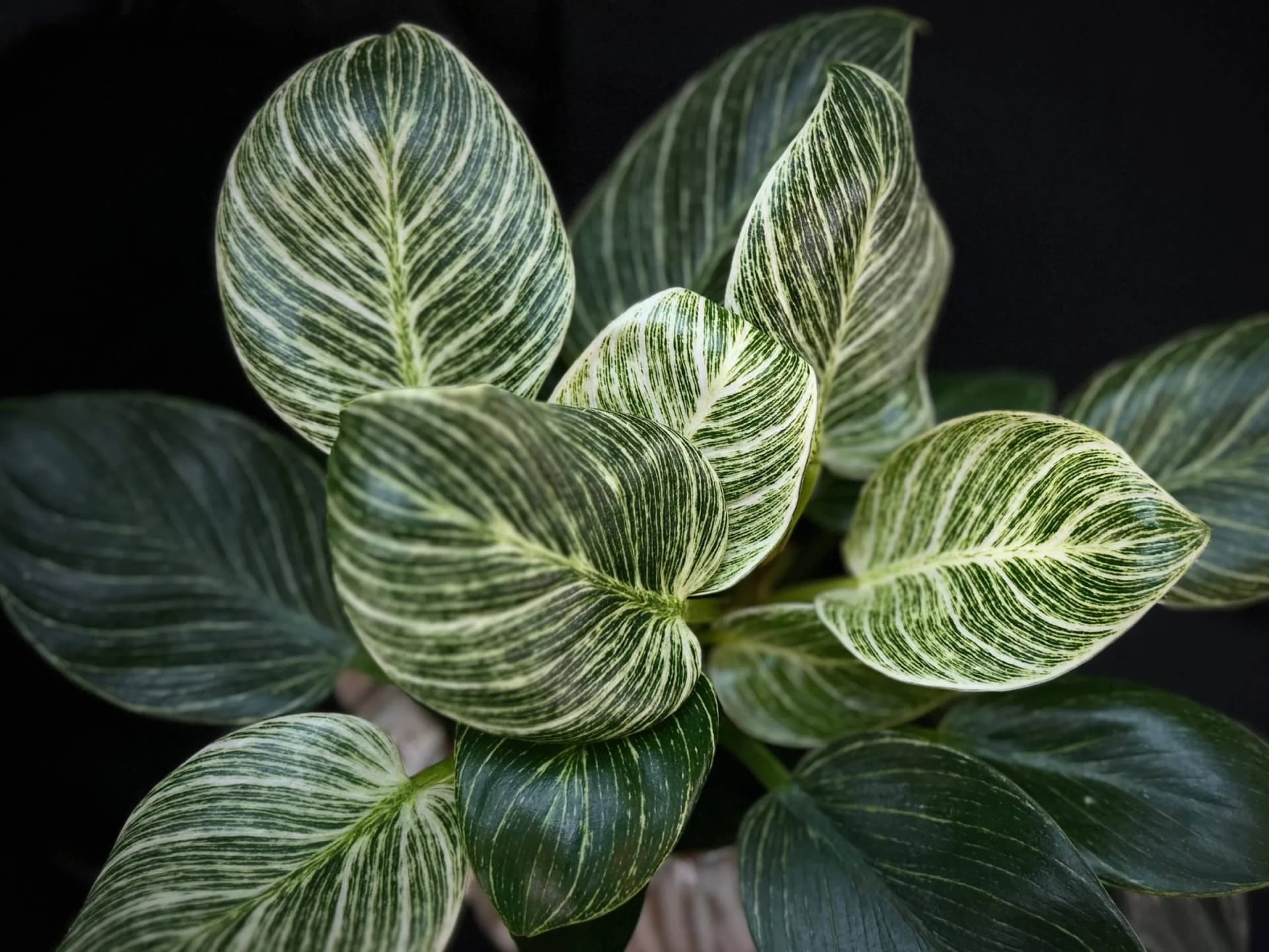 Filodendron (philodendron): kako ga njegovati?